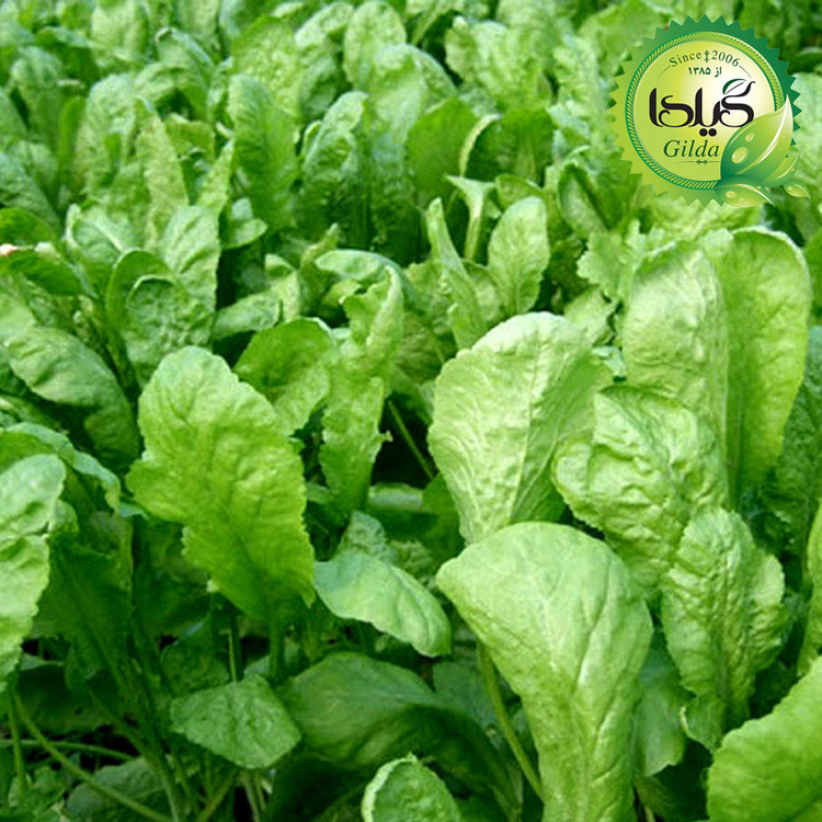 بذر سبزی خوردن گیلدا کد 097 مجموعه 10 عددی