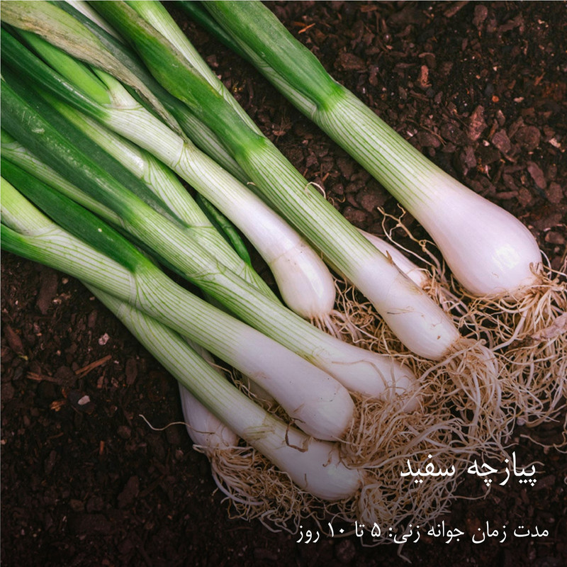 بذر سبزیجات گرین سیدز کد 2005 مجموعه 10 عددی