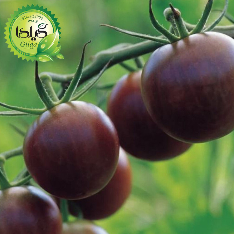 بذر گوجه گیلدا کد 096 مجموعه 8 عددی