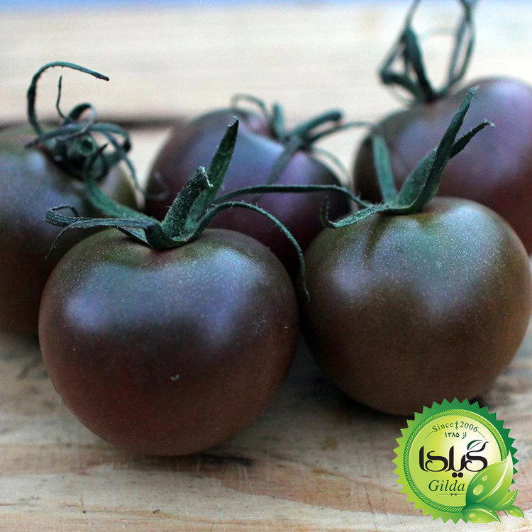 بذر گوجه چری مشکی گیلدا کد 580