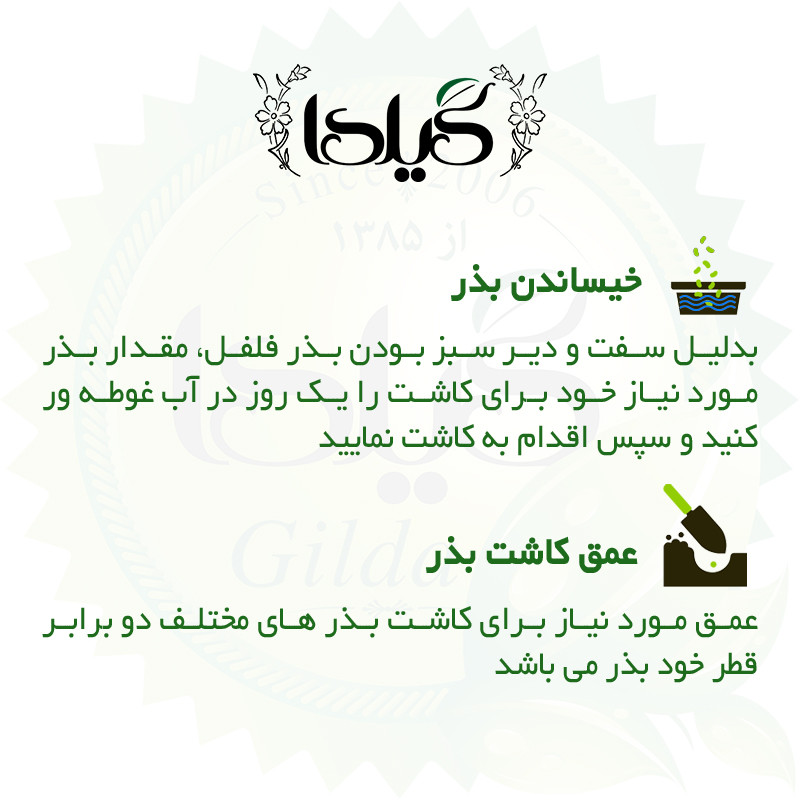 بذر فلفل شیرین قلمی گیلدا کد 353