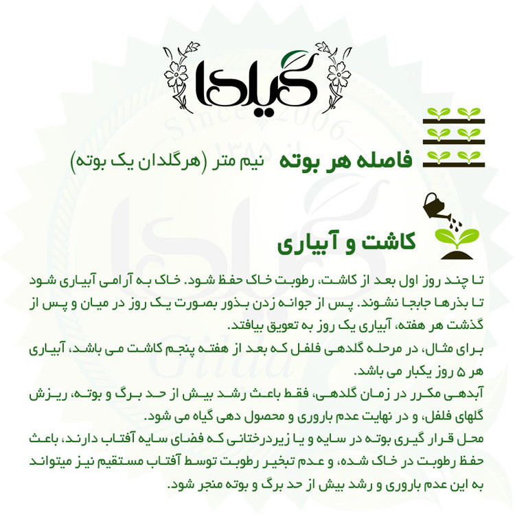 بذر فلفل شیرین سوزنی گلدانی گیلدا کد 356