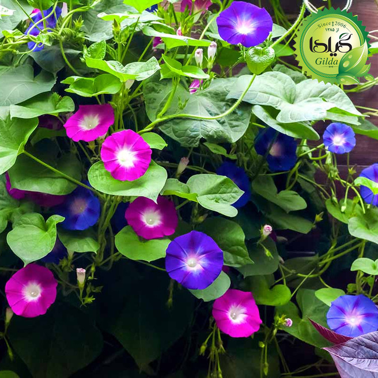 بذر گل های رونده گیلدا کد 095 مجموعه 4 عددی
