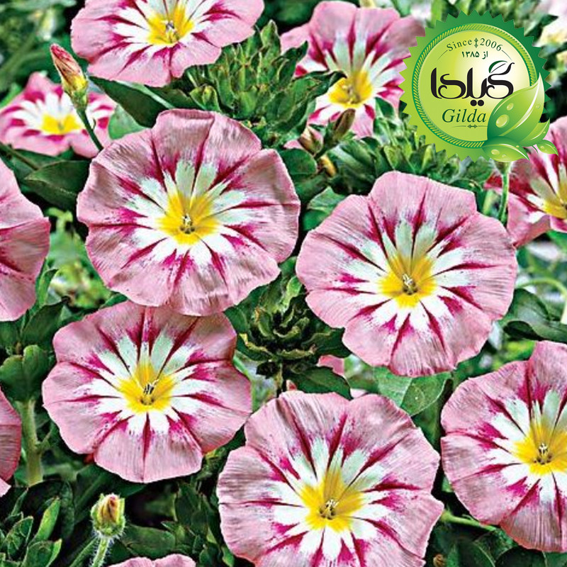 بذر گل های رونده گیلدا کد 095 مجموعه 4 عددی