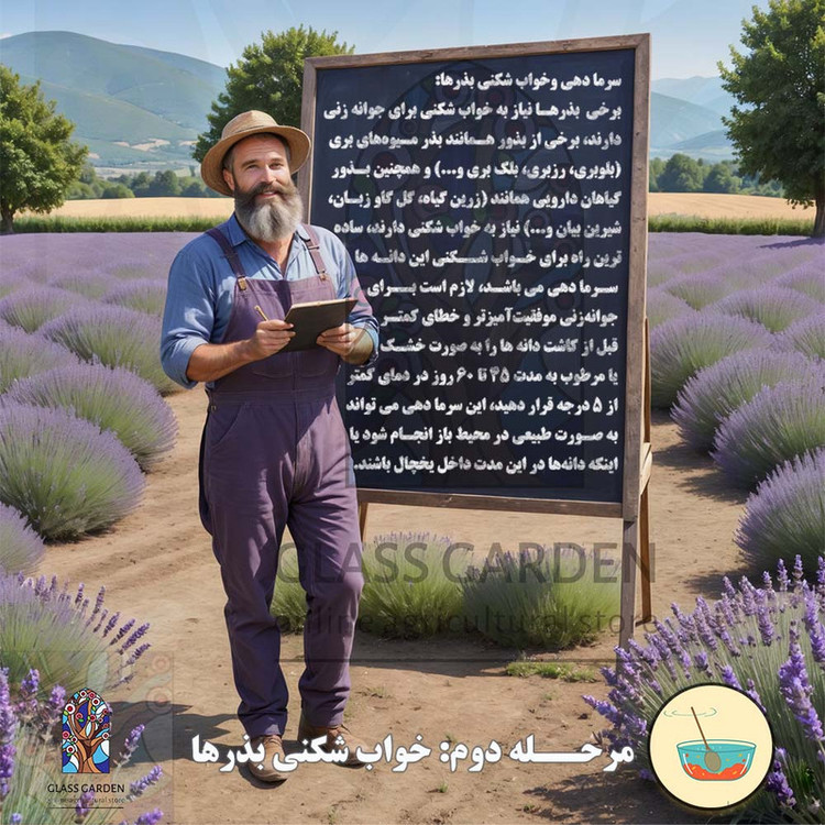 بذر بامیه قرمز کبود گلس گاردن مدل GL05