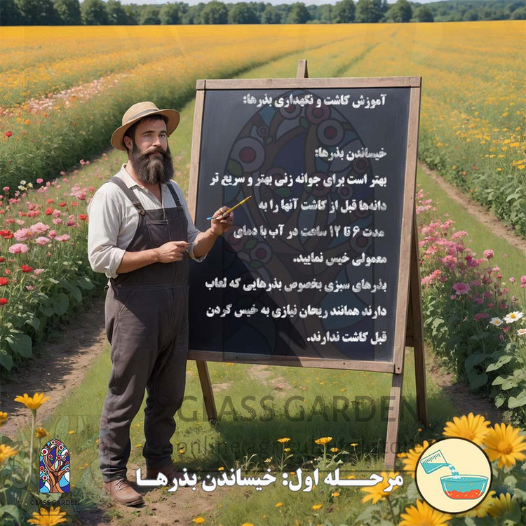 بذر بامیه قرمز کبود گلس گاردن مدل GL05