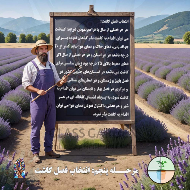بذر بامیه قرمز کبود گلس گاردن مدل GL05