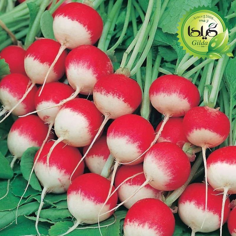 بذر ترپچه گیلدا کد 099 مجموعه 4 عددی