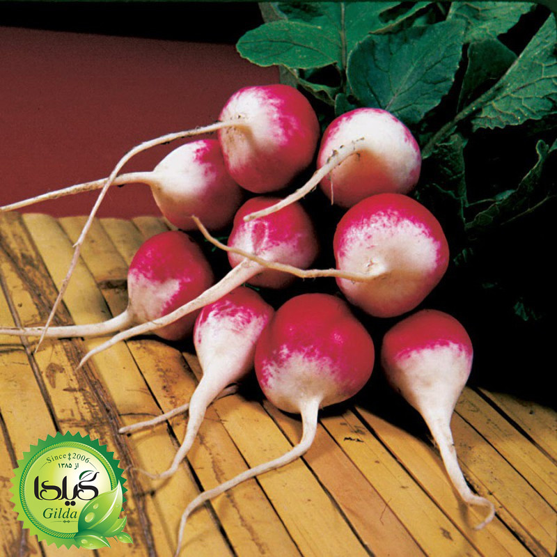 بذر ترپچه گیلدا کد 099 مجموعه 4 عددی