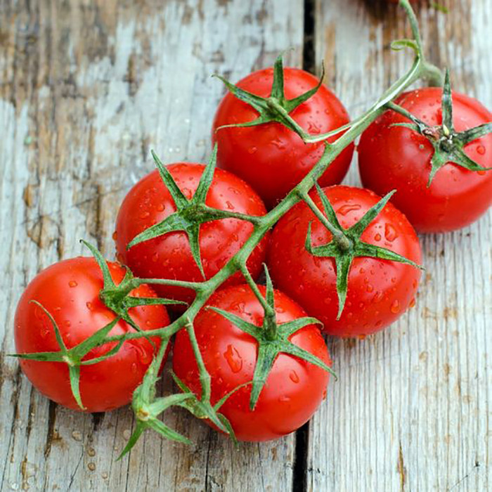 بذر گوجه چری قرمز درختی هیبرید وانیا سید مدل G14