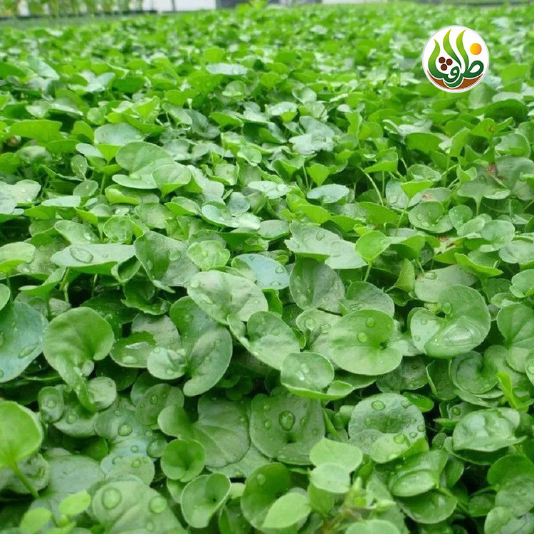 بذر چمن دایکوندرا ظرافت مدل BZ18069 بسته 5 عددی