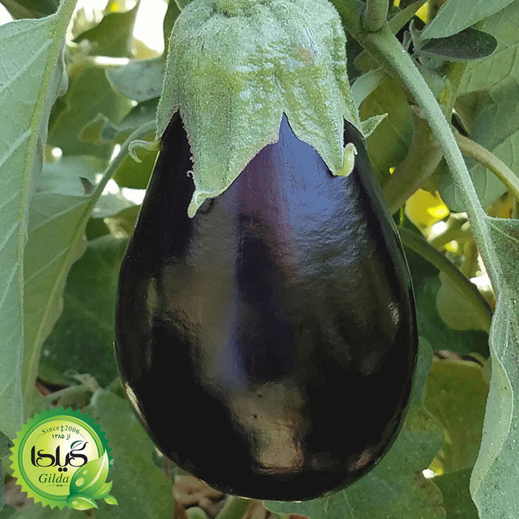 بذر بادمجان دلمه گیلدا کد 451