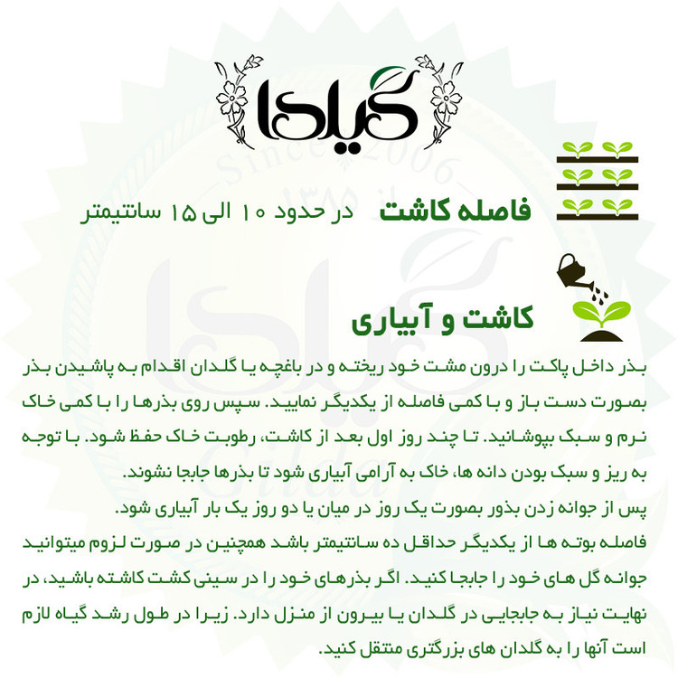 بذر ناز آفتابی سفید گیلدا کد 947
