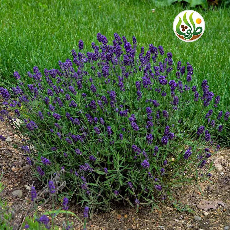 بذر اسطوخودوس فرانسوی ظرافت مدل BZ973