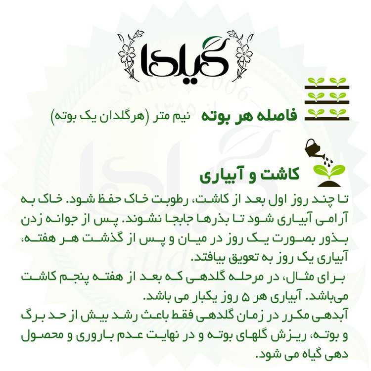 بذر خیار اصفهان گیلدا کد 645