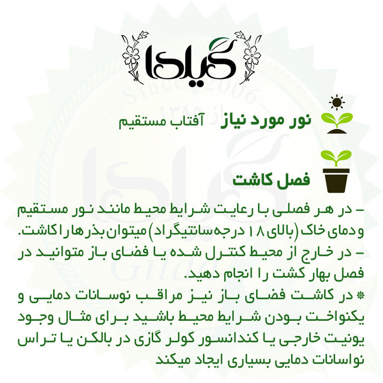 بذر هندوانه دیمی گیلدا کد 713