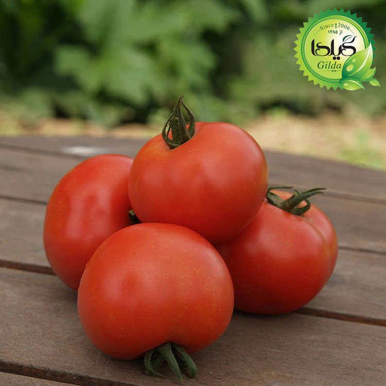 بذر گوجه سوپر کوئین گیلدا کد 559