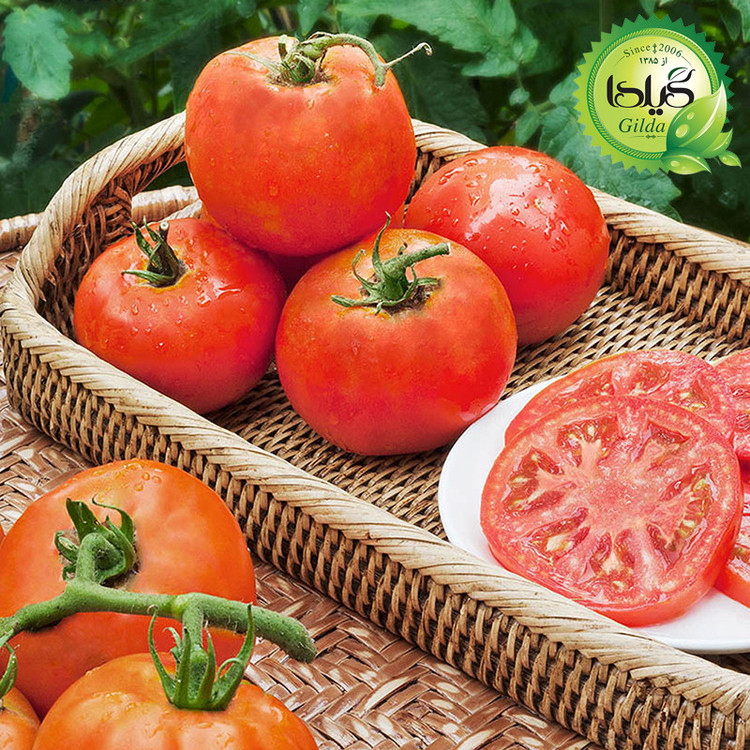 بذر گوجه سوپر کوئین گیلدا کد 559