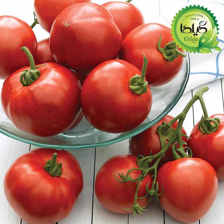 بذر گوجه سوپر کوئین گیلدا کد 559