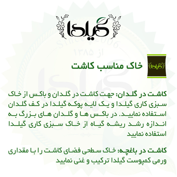 بذر چمن دایکوندرا گیلدا کد 441