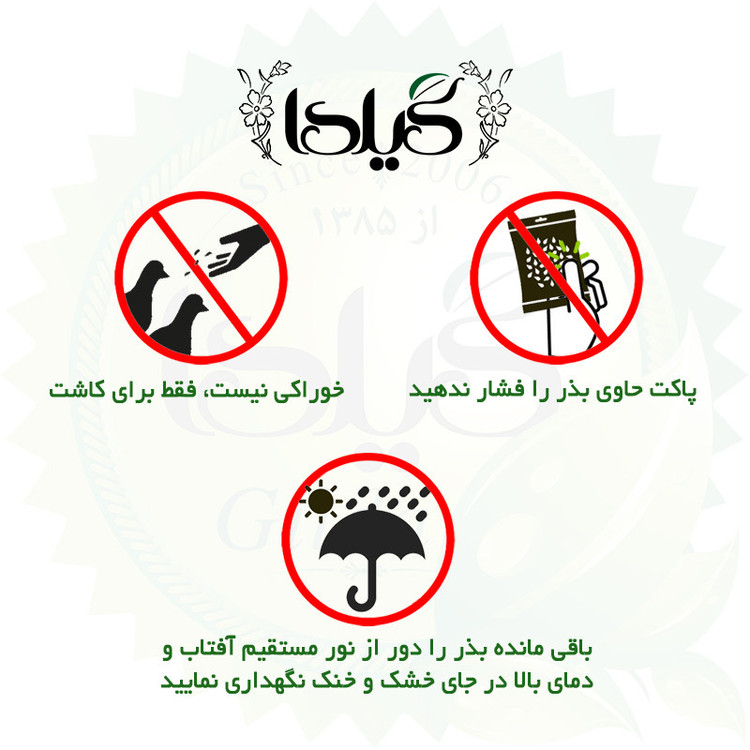 بذر چمن دایکوندرا گیلدا کد 441