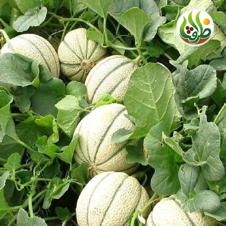 بذر طالبی سمسوری ظرافت مدل BZ2179