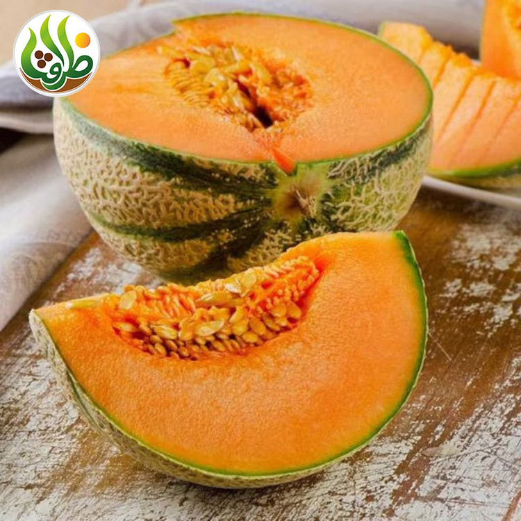 بذر طالبی سمسوری ظرافت مدل BZ2179