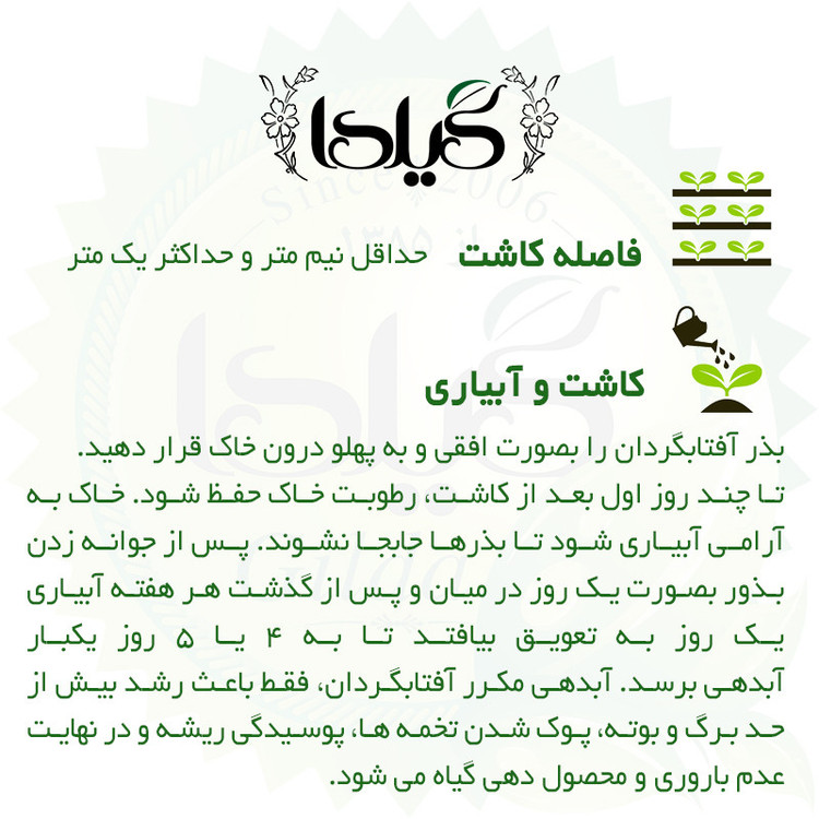 بذر آفتابگردان تزئینی قرمز حنائی گیلدا کد 832