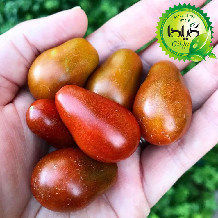 بذر گوجه ریز گلابی جگری گیلدا کد 587