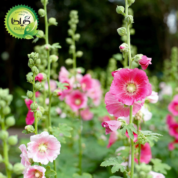 بذر ختمی الوان گیلدا کد 916