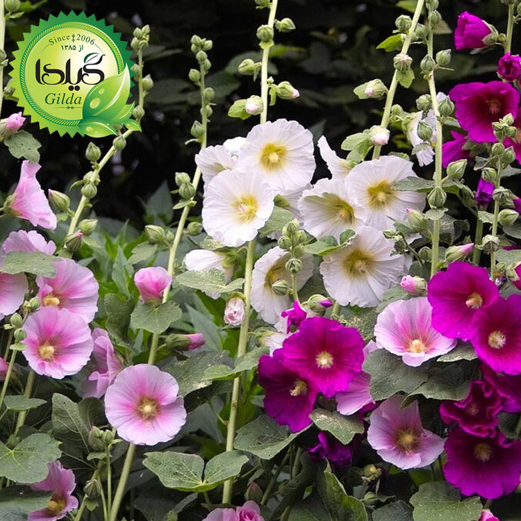 بذر ختمی الوان گیلدا کد 916