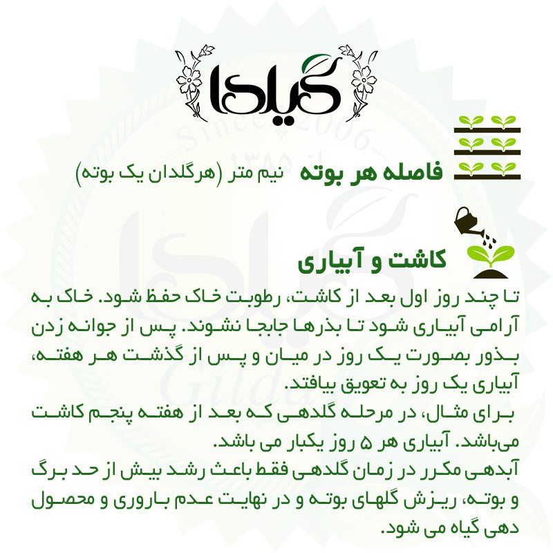 بذر خیار بوته ای گیلدا کد 636
