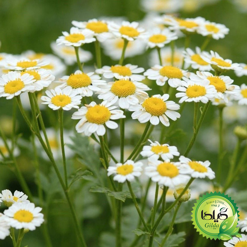 بذر بابونه شیرازی گیلدا کد 167