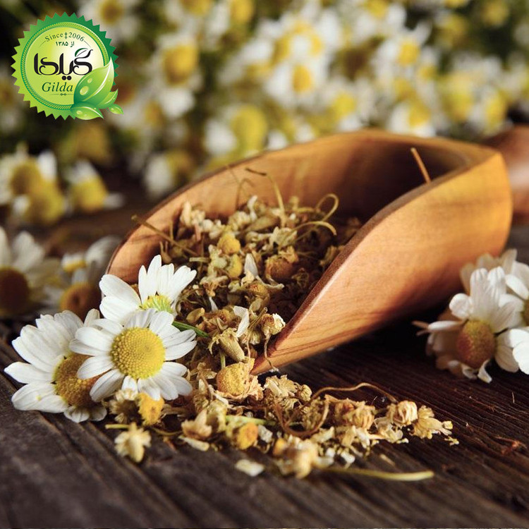 بذر بابونه شیرازی گیلدا کد 167