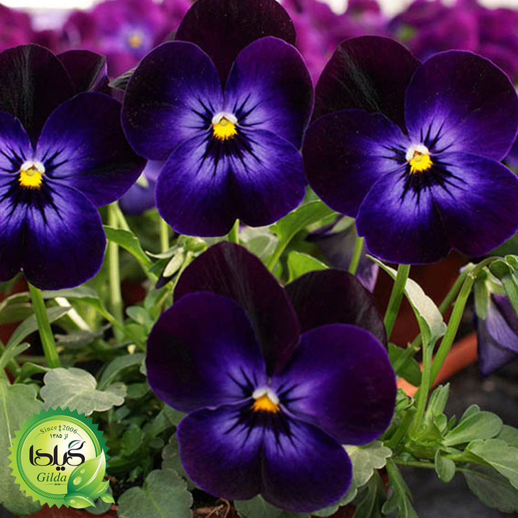 بذر بنفشه پر کلاغی گیلدا کد 850