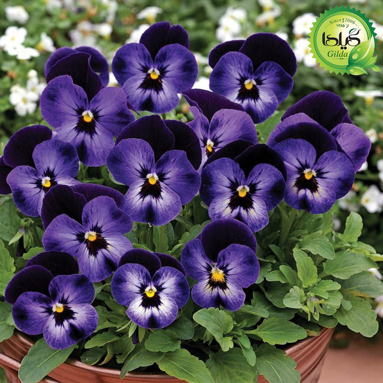 بذر بنفشه پر کلاغی گیلدا کد 850