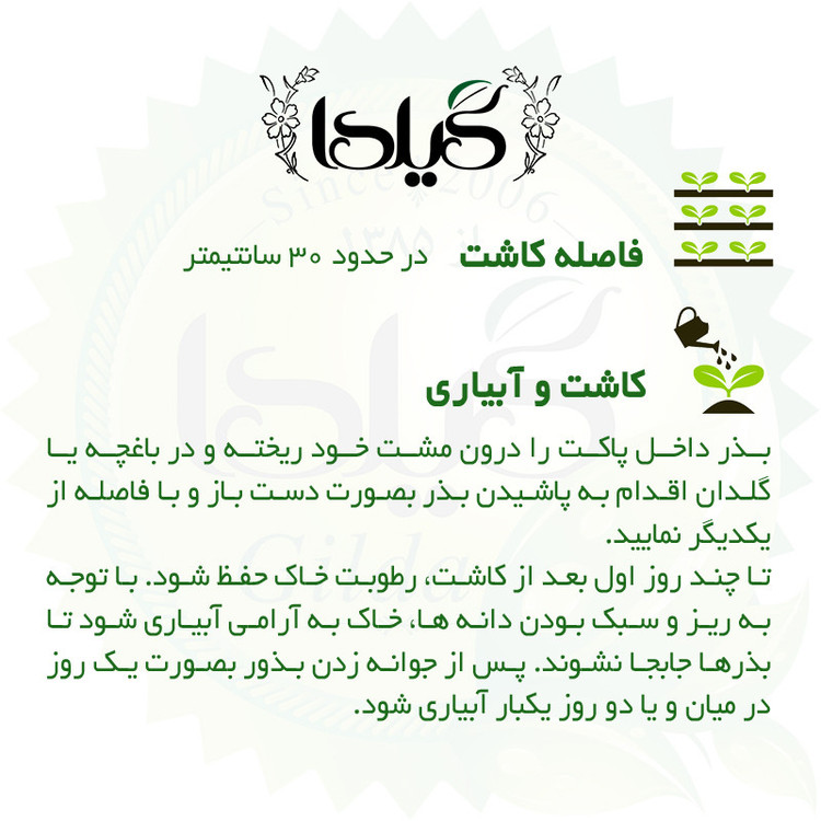 بذر کلم بروکسل گیلدا کد 316