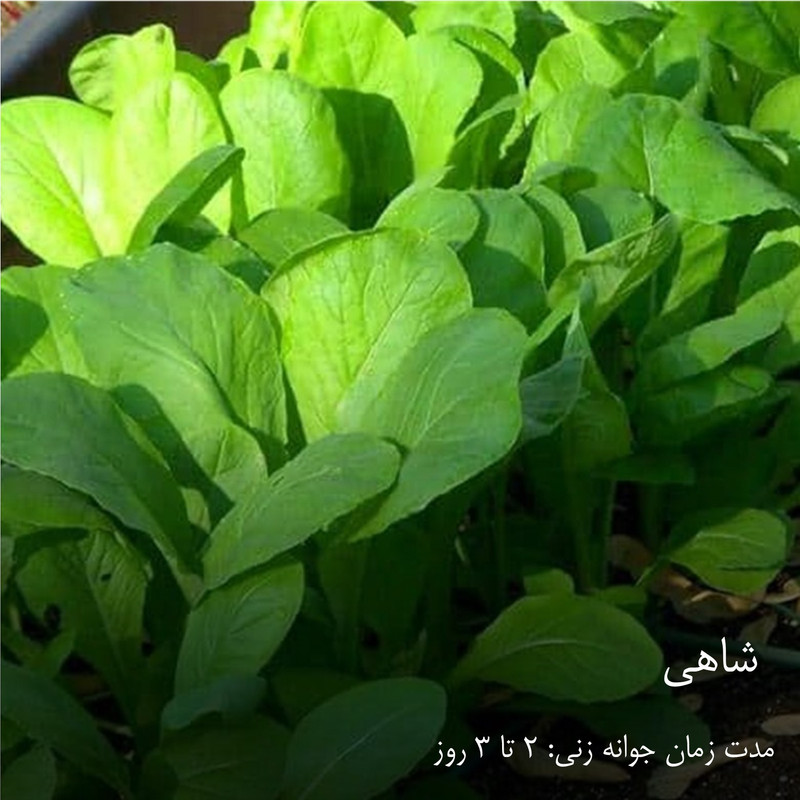 بذر سبزیجات هایپرکشت کد 2050 مجموعه 10 عددی