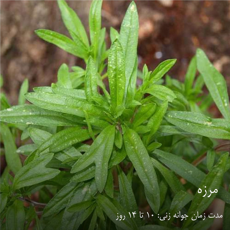 بذر سبزیجات هایپرکشت کد 2050 مجموعه 10 عددی