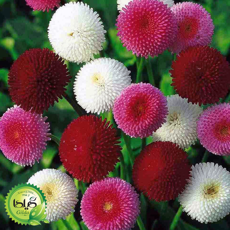 بذر مینا چمنی گیلدا کد 838