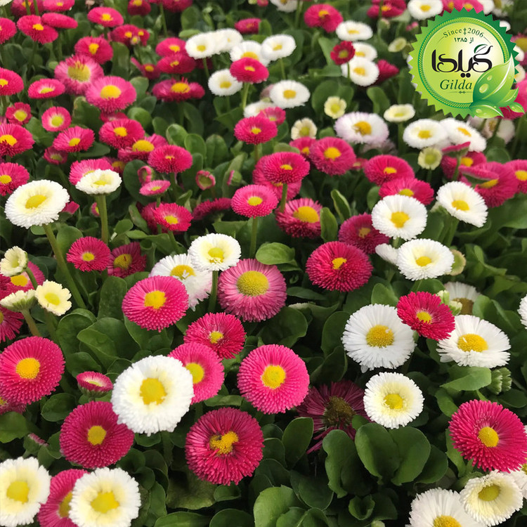 بذر مینا چمنی گیلدا کد 838