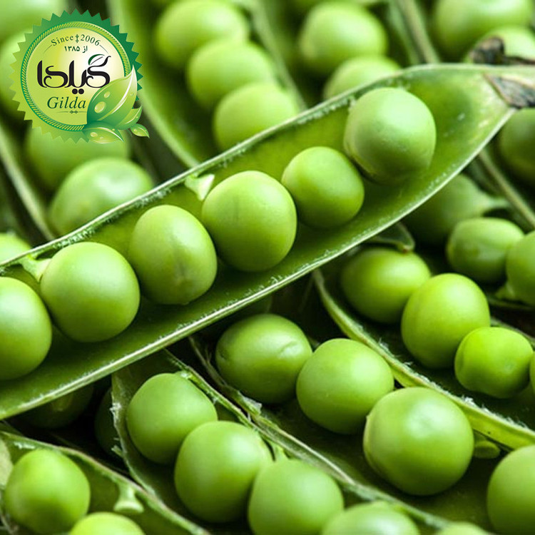 بذر نخود فرنگی گیلدا کد 260