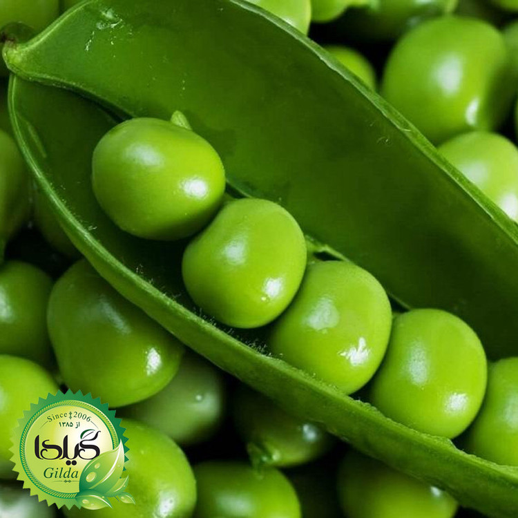 بذر نخود فرنگی گیلدا کد 260