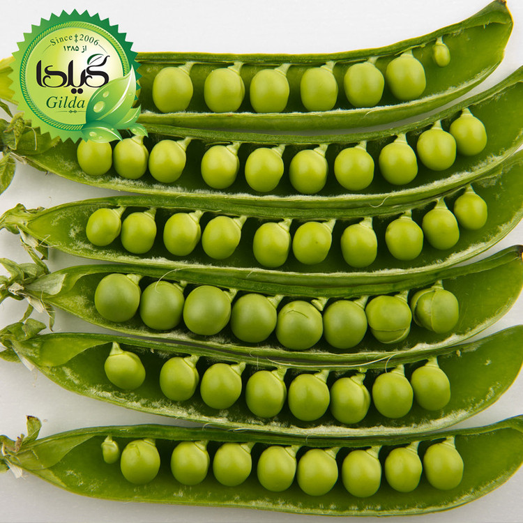 بذر نخود فرنگی گیلدا کد 260