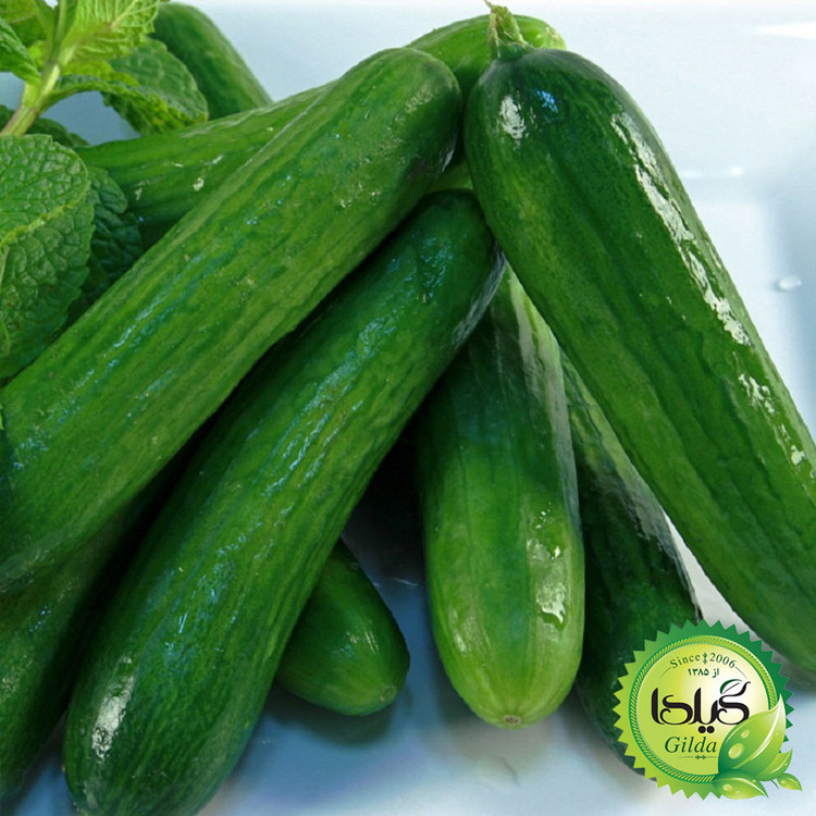 بذر خیار بوته ای گیلدا کد 643