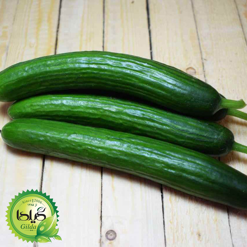 بذر خیار بوته ای گیلدا کد 643