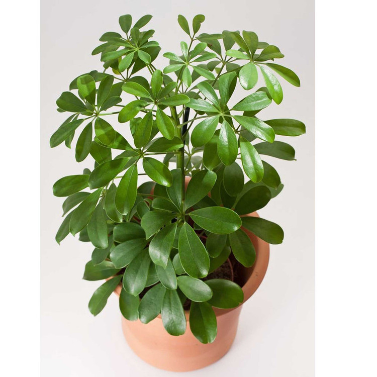 بذر گل شفلرا فصل سبز کد FSSEED-044