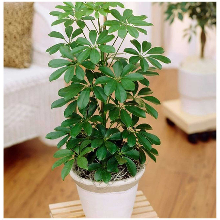 بذر گل شفلرا فصل سبز کد FSSEED-044