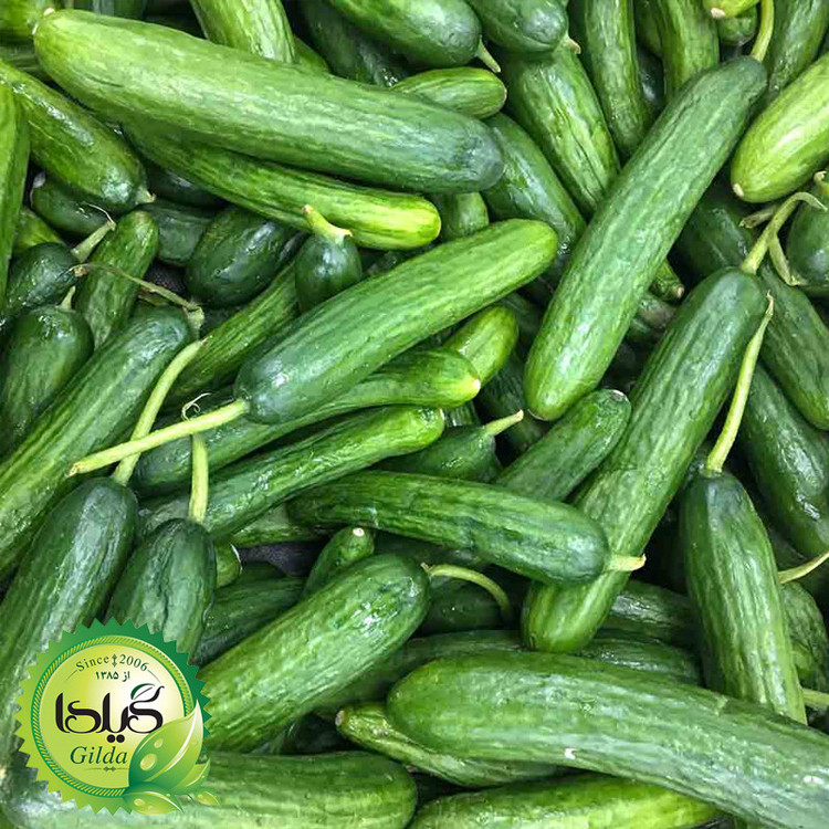 بذر خیار بوته ای گیلدا کد 637