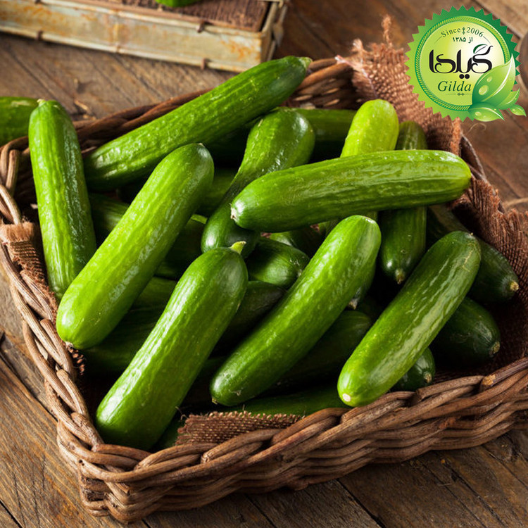 بذر خیار بوته ای گیلدا کد 637